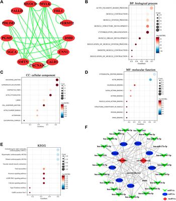 MIR100HG Regulates CALD1 Gene Expression by Targeting miR-142-5p to Affect the Progression of Bladder Cancer Cells in vitro, as Revealed by Transcriptome Sequencing